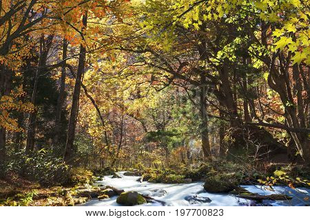 Oirase Gorge Beautiful River Druing The Autumn Season, Japan