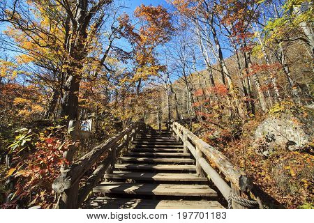 Oirase Gorge Beautiful River Druing The Autumn Season, Japan