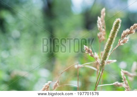 Wild Grass Wild russian weed grass background