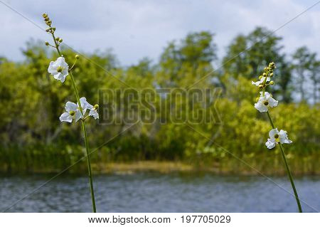 white swamp flower - arrowhead flower (Sagittaria latifolia) in the marsh of Florida