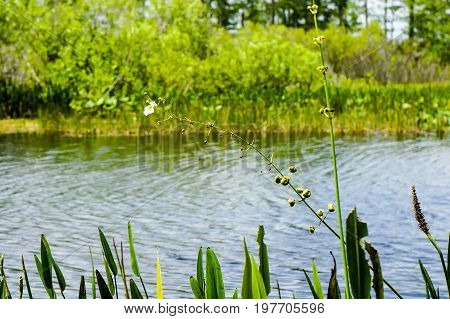flowers in the everglades - arrowhead flower (Sagittaria latifolia) in the Florida Everglades