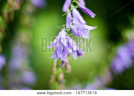 Blueflowers in Spring, Russia. Made by an old Japan manual lens.
