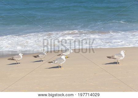 Seagulls Pessegueiro Island In Porto Covo