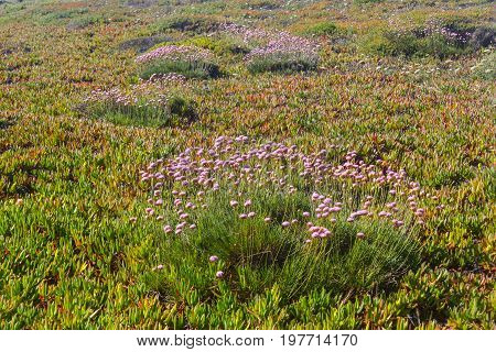 Flowers Over The Cliffs In Vila Nova De Milfontes