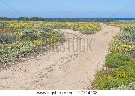 Flowers Around Beach Road In Vila Nova De Milfontes