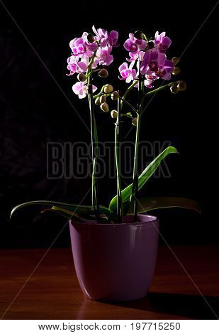 Close-up of a pink orchid standing on a table in low light conditions
