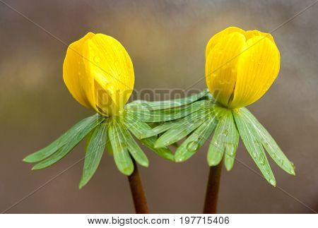 Close-up of Eranthis hyemalis in spring with waterdrops