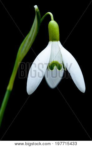 Detail of a snowdrop blossom Galanthus nivalis in front of a black background