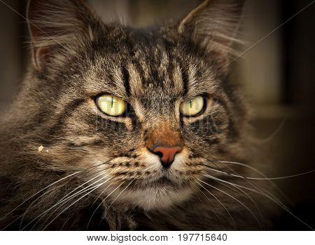 Portrait of a domestic cat looking straight out