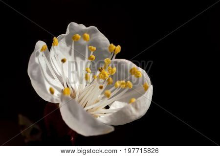 Closeup of an apricot blossom in direct sunlight