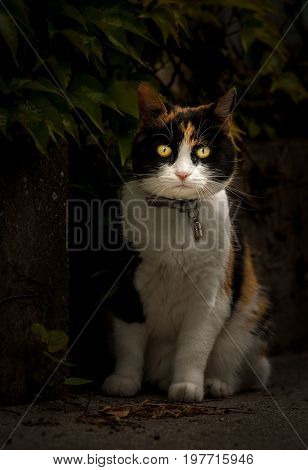 Portrait of a domestic cat looking straight out