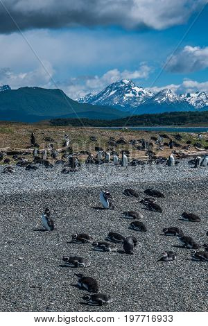 Penguins in Martillo island in Ushuaia Argentina