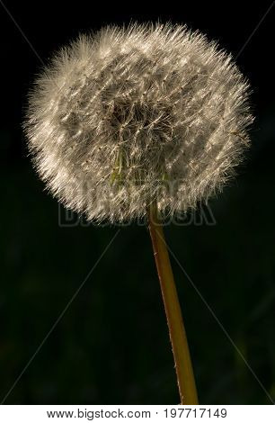 Closeup of a dandelion flower in front of a black background