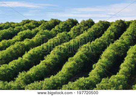 Stunning landscape with olive grove in Alentejo nearby Evora at sunset Portugal