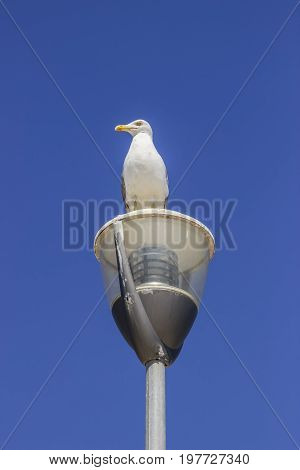 Seagull On Post Against A Clear Sky Background 2