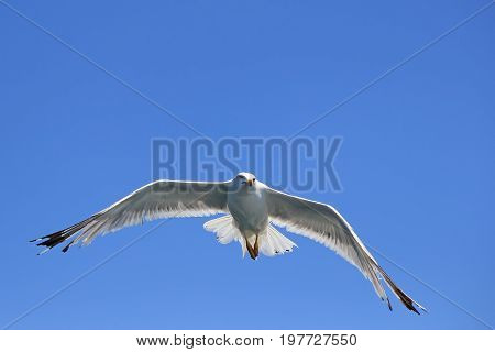 Seagull Wingspread Against Clear Sky 2