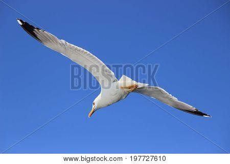 Seagull Wingspread Against Clear Sky 3