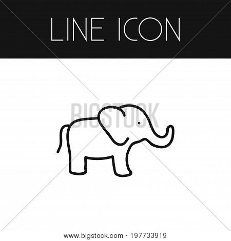 Elephant Vector Element Can Be Used For Elephant, Trunked, Proboscis Design Concept.  Isolated Proboscis Outline.