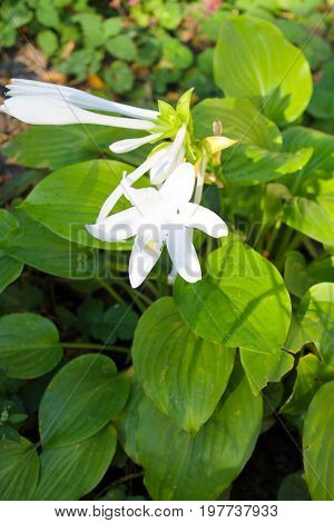 White flowers of hosta in the garden