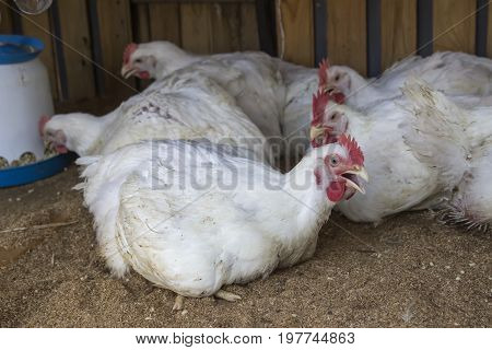Broiler Chickens In Homemade Chicken House 2