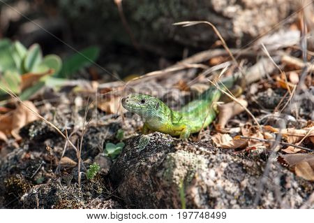 Small green lizard basking in the sun closeup.