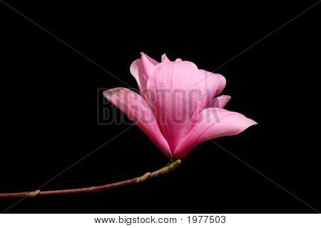 Flor de Magnolia rosa