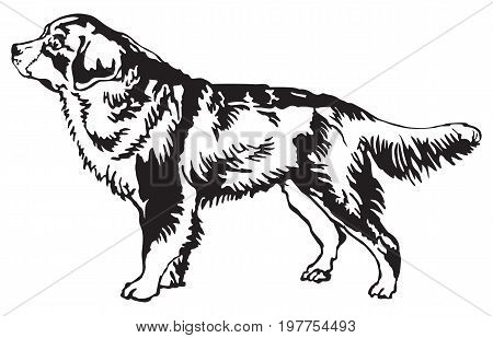 Decorative portrait of standing in profile Bernese Mountain Dog vector isolated illustration in black color on white background