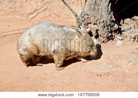 side view of a common wombat in nature
