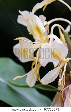 White Ginger, Hedychium Coronarium