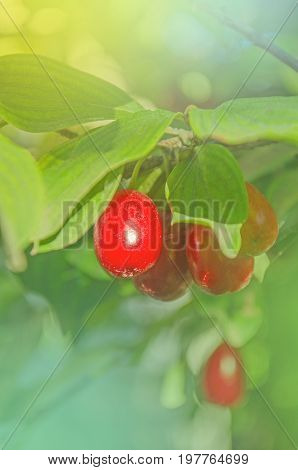 Bright Red Berries Of Cornel. Fresh Cornel Berries