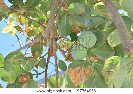 Close Up Of Unripe Persimmon Still On The Tree
