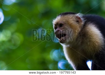 White-headed Capuchin - Cebus Capucinus