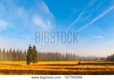 Autumn landscape sunny and hazy morning with two spruces, near Bozi Dar, Krusne Mountains, Czech Republic.