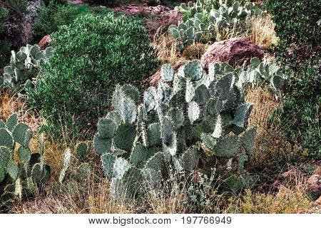 Cactus landscape in desert of Arizona Tonto National forest USA