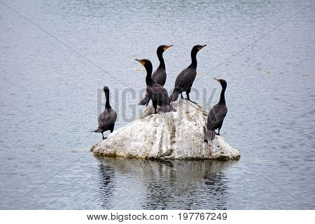 A flock of double crested cormorants (Phalacrocorax auritus) stands on a rock in a retention pond in Plainfield, Illinois, during June.