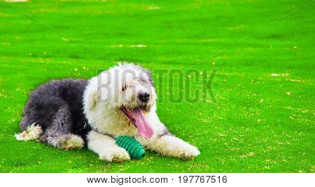 The Old English Sheepdog outdoors on the grass playing with a green ball.