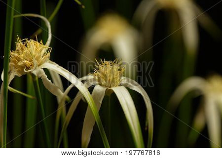 Head of a starrush whitetop Rhynchospora colorata with a black background.
