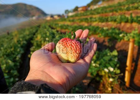 Closeup the big fresh strawberry fruit in husbandman hand after collected from the garden