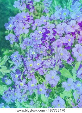 Purple Aubrieta Flowers. Purple  Spring Flowers In The Garden
