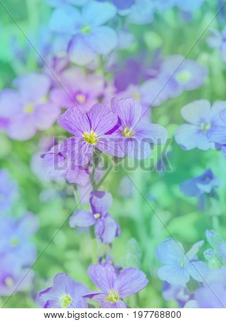 Purple Aubrieta Flowers. Purple  Spring Flowers In The Garden