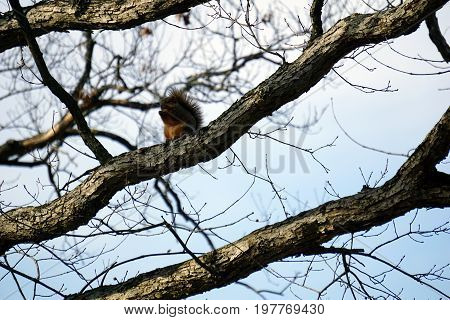 An eastern fox squirrel (Sciurus niger) sits on a tree limb in the Hammel Woods Forest Preserve in Shorewood, Illinois, during December.