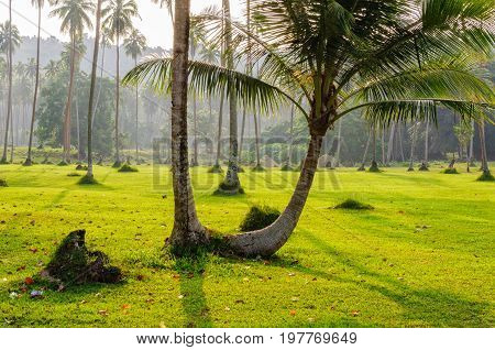 Twin palm trees - Espiritu Santo Vanuatu