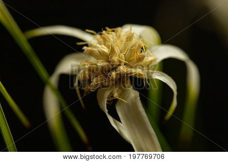 Head of a starrush whitetop Rhynchospora colorata with a black background.