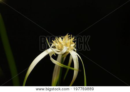 Head of a starrush whitetop Rhynchospora colorata with a black background.