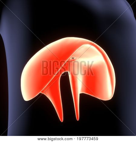 Human Diaphragm Anatomy Illustration . 3D render