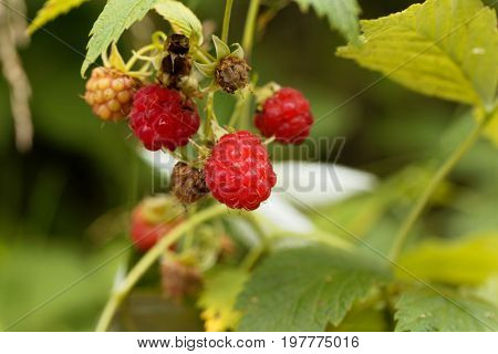 Berry of a wild red raspberry Rubus idaeus.