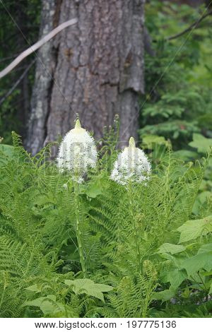 beargrass flowers in ferns taken in Glacier National Park