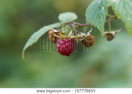 Berry of a wild red raspberry Rubus idaeus.