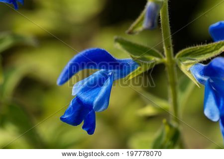 A flower of Gentian Sage Salvia patens.