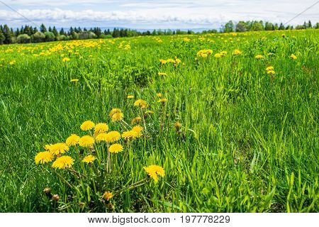 Group of yellow dandelion flowers in green grass in Quebec Canada Charlevoix region with blue sky and mountains